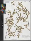 Foto von Salix alba subsp. coerulea (Sm.) Rech. f.